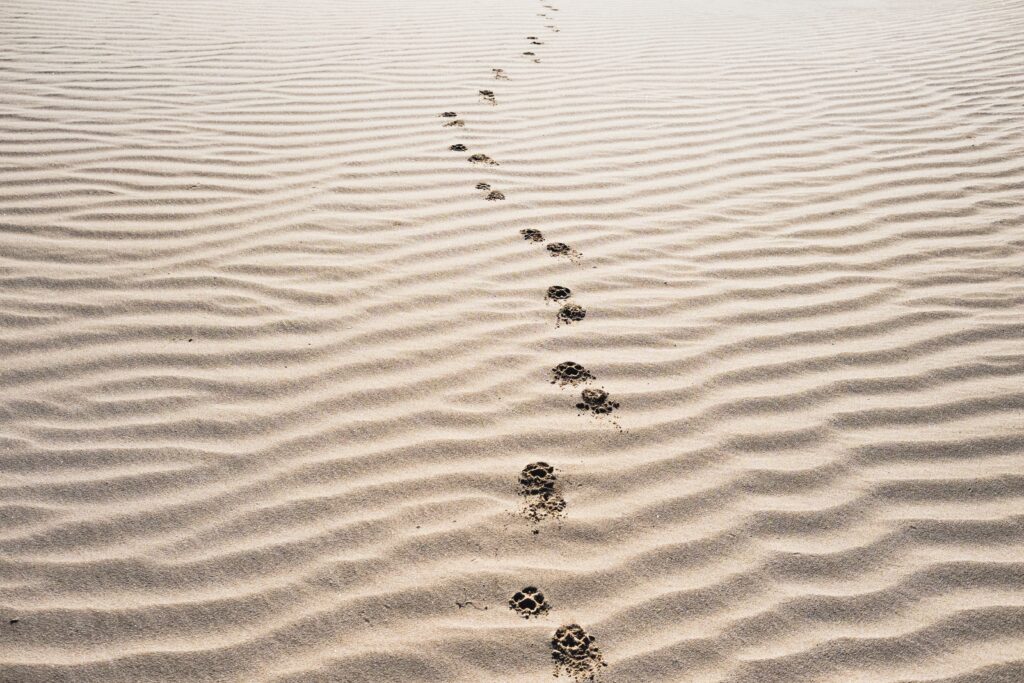 Footprints